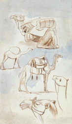Bocetos de camellos