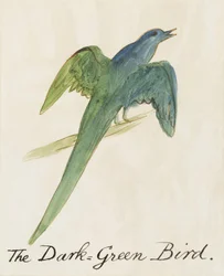 El pájaro verde oscuro, de Dieciséis dibujos de pájaros cómicos