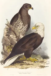 Águila calva (Haliaetus leucocephalus)