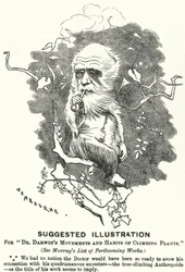 Caricatura de Punch: Ilustración sugerida para Movimientos y hábitos de las plantas trepadoras del Dr. Darwin (grabado)