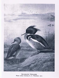 Serreta Mediana, Naturaleza en Gran Bretaña publicada por Collins, 1946