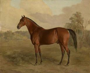 Pájaro Carpintero de Kentucky, 1834