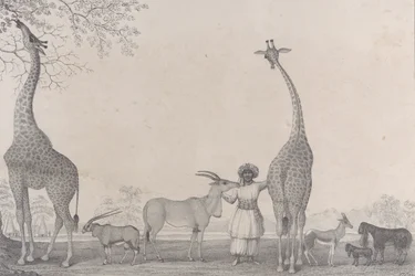 Las majestuosas y elegantes jirafas, o camaleopardos, con algunos animales raros de la gacela