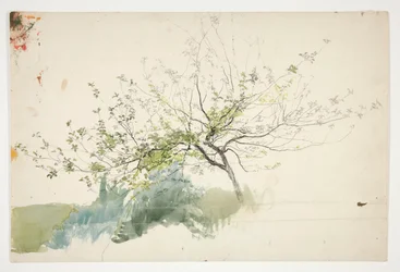 Bosquejo de un árbol