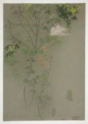 bosquejo, de, leafing, árbol, ramas
