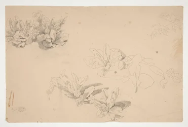 estudios de flores
