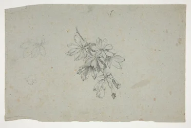 Estudio de una rama con hojas.