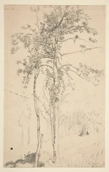 estudio de dos arboles