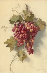 Uvas contra pared blanca