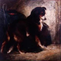El collie del pastor