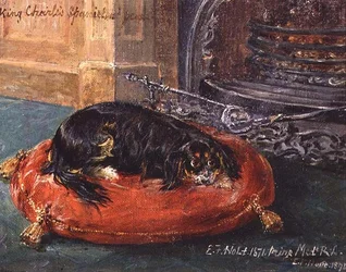 Spaniel King Charles en reposo
