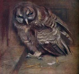 Un joven búho marrón, 1907