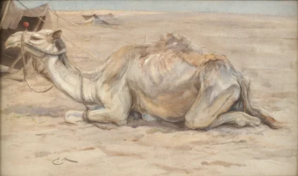 Camello en el campamento del artista con beduinos