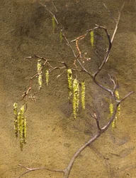 Amentos