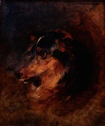 Estudio de la cabeza de un perro collie
