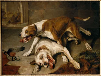Chiens se battant, reprenant leur souffle - perros de pelea haciendo una pausa para respirar ...