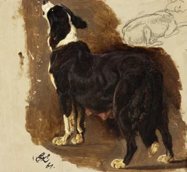 Perra Collie