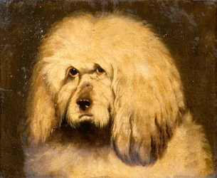 Estudio de la cabeza de un perro (óleo sobre lienzo)