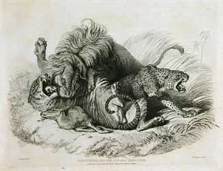 Grupo contendiente después de la naturaleza, lámina 6 de Veinte grabados de leones, tigres, panteras y leopardos... grabado por Thomas Landseer, 1823