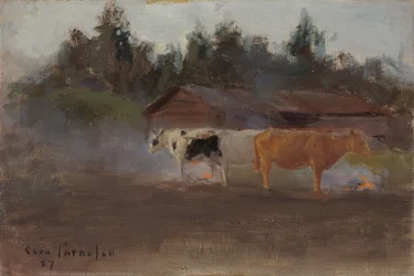 Vacas entre humo de turba, estudio