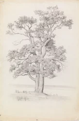 Roble