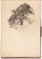 Copa de un pino, página del cuaderno de bocetos de Järnefelt