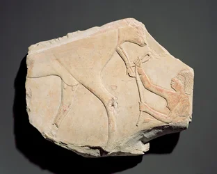 Fragmento de un relieve que representa el nacimiento de un ternero, de Asasif, Tebas, Tercer Periodo Intermedio (c.1069-664 a.C.) (caliza)