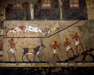 Antigüedad egipcia: el transporte de trigo en la espalda de mulas y en la espalda de esclavos. Fresco de la tumba de la Reina Neferou III. XII dinastía. 2200-2000 a.C. De El Ghebelen. Turín, Museo Egipcio