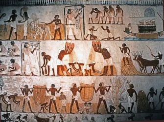 ARTE EGIPCIO: Escena de cosecha. Pintura mural en la Tumba de Menna en Elwe..., c. 1400 a.C. (piedra caliza)