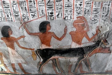 Antigüedad egipcia: personajes guiando cabezas de ganado. Pintura de la Tumba de Roy (TT255). Dinastía XVIII. De la orilla oeste de Luxor, Egipto