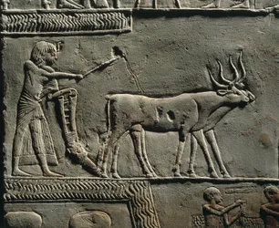 Horemheb arando la tierra en los Campos de Iaru. Relieve de la tumba de Horemheb en Saqqara, detalle.
