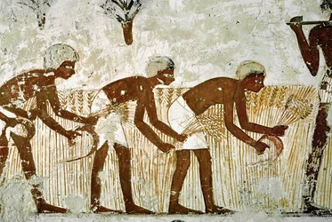 Hombres cortando maíz con hoces