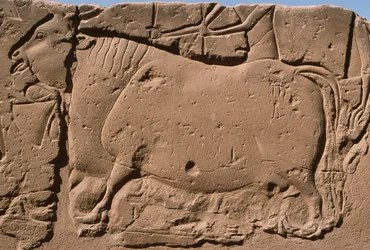 Detalle de un relieve que representa una vaca, patio de Ramsés II (1298-32 a.C.)