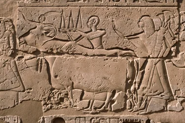 Relieve que representa a hombres guiando una vaca, patio de Ramsés II (1298-32 a.C.) (detalle)