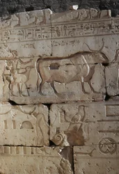 Relieve, Templo de Ramsés II, Abidos, Egipto, Civilización egipcia, Reino Nuevo, Dinastía XIX (foto)