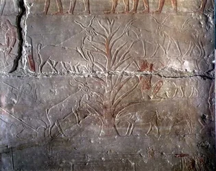 Cabras comiendo un arbusto, relieve de la Mastaba de Akhethotep en Saqqara, Reino Antiguo