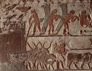 Cosecha de papiro y un grupo de vacas, Reino Antiguo