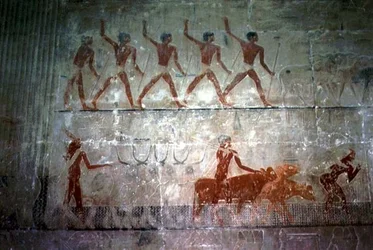 Hombres pastoreando ovejas y ganado de la Capilla Mastaba de Ti, Reino Antiguo