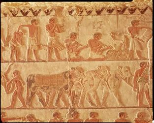Relieve pintado que representa la publicación de impuestos y un grupo de ganado, Reino Antiguo