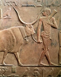 Relieve que representa a un campesino llevando una vaca al sacrificio, de la Mastaba de Ptah-Hotep y Akhti-Hotep, Reino Antiguo