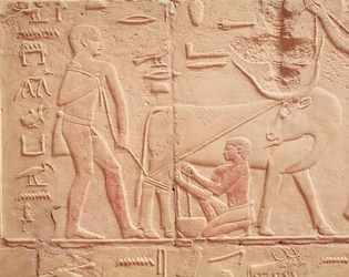 Relieve que representa a un hombre ordeñando una vaca, de la Mastaba de Kagemni, Reino Antiguo