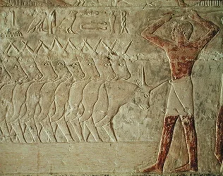 Relieve que representa a un arriero animando a un grupo de ganado, de la Mastaba de Mereruka, Reino Antiguo