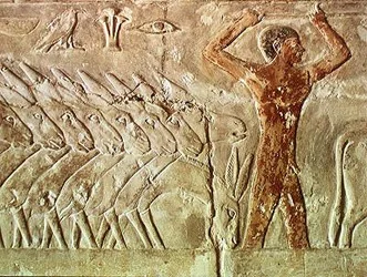 Tropa de burros, de la Mastaba de Mereruka, Reino Antiguo