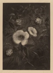 Rosas silvestres