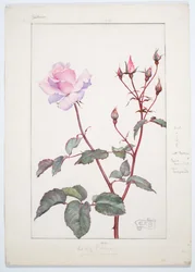 Lady Pirrie Rose, c. 1909 (Acuarela y grafito sobre tabla)