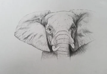 Elefante, 2011 (acuarela y lápiz sobre papel)