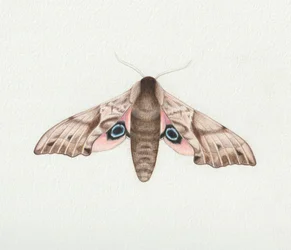 Polilla halcón de ojos, 2023 (acuarela)