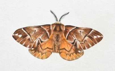 Polilla Kentish Glory, 2023