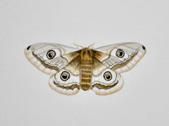 Polilla, 2019 (pintura de acuarela y lápiz)
