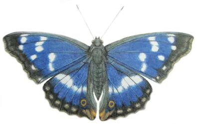 Purple Emperor, 2012 (acuarela y lápiz sobre papel)